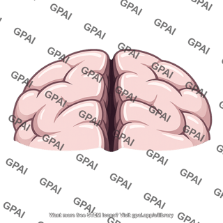 Human brain top view