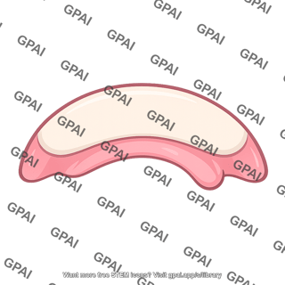 Roof of oral cavity