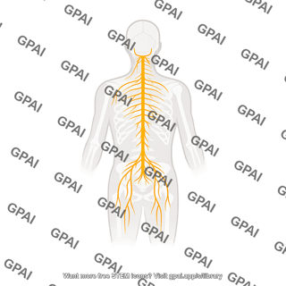 Parasympathetic nerves on nervous system