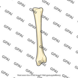 Long bone