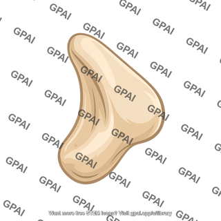 Patella lateral