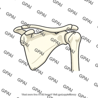 Shoulder complex