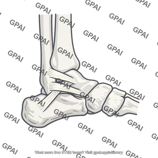 Lateral ligament complex of ankle