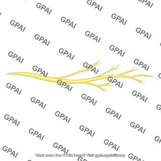 Visceral sensory nerve