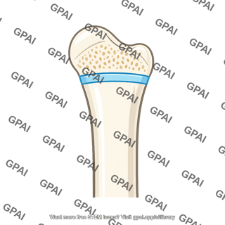 Epiphyseal plate