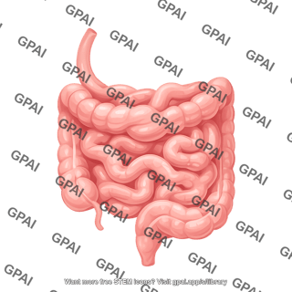 Small intestine 1