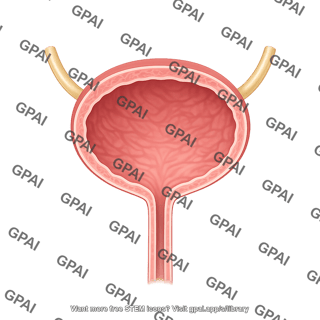 Bladder female full no urine