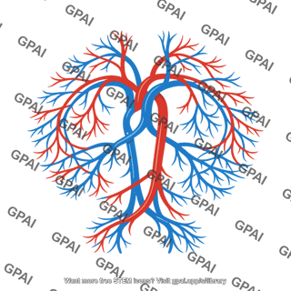 Systemic circulation