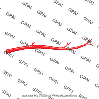 Arterial vessel branching