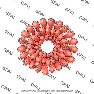Neuroectoderm rosette