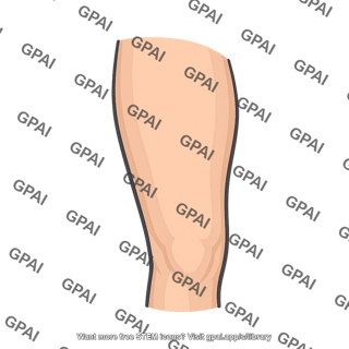 Human leg