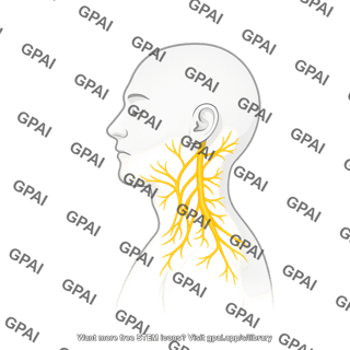 Cervical nerves male