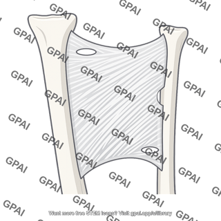 Interosseous membrane tibia fibula
