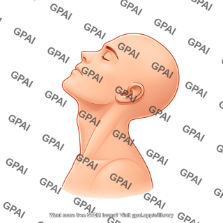 Adult male head lateral tilted hairless