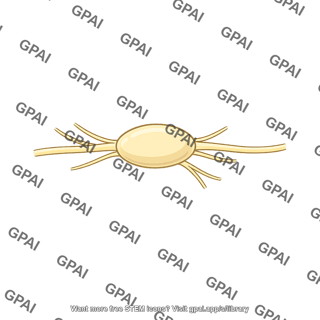 Otic ganglion