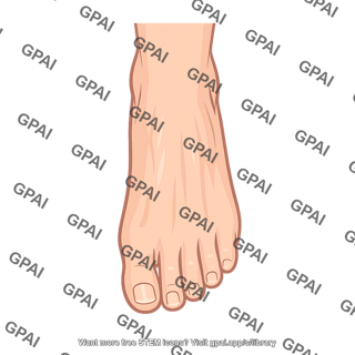 Dorsum of foot