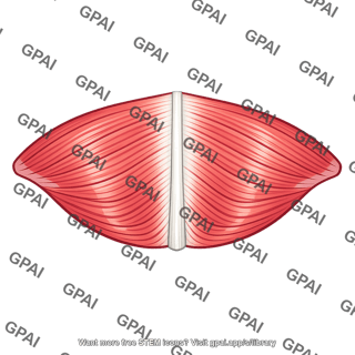 Mylohyoid raphe