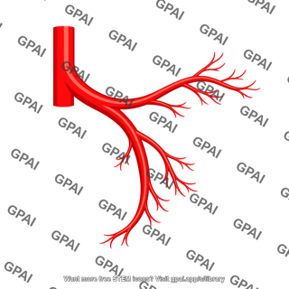 Ileocolic artery