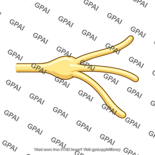 Trigeminal nerve