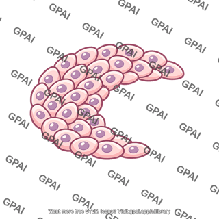Sclerotome