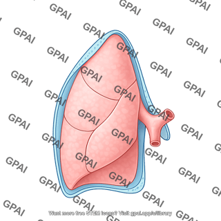 Lung left with pleura
