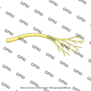 Superior gluteal nerve