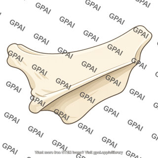 Bone fragment
