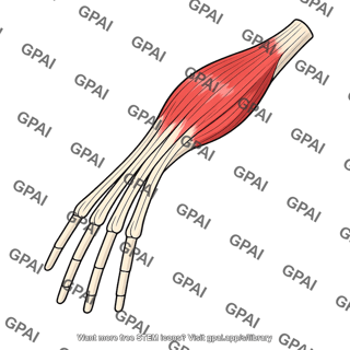 Extensor digitorum muscle