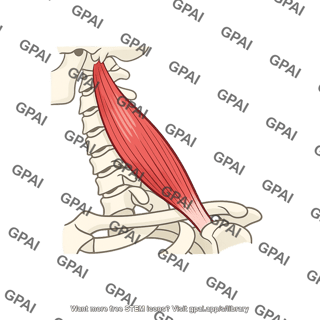 Scalenus medius muscle