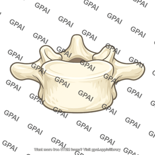 Vertebra l1