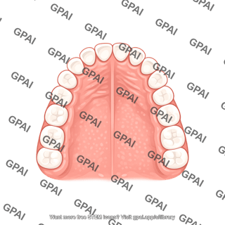 Dentition permanent upper schematic