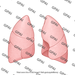 Lungs lobes