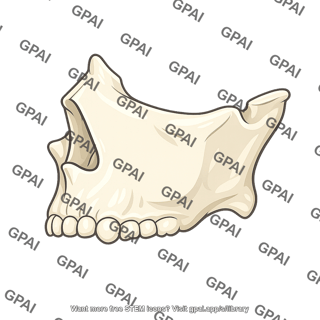 Human mandible
