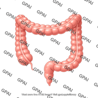 Large intestine