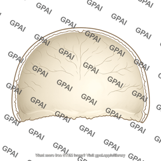 Cranial cavity roof