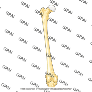 Femur anterior