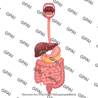 Digestive system open mouth 2
