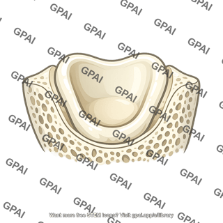 Tooth socket