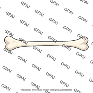Long bone