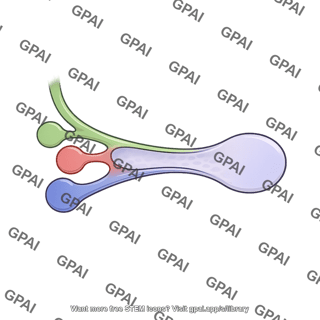 Hepatic sinusoid