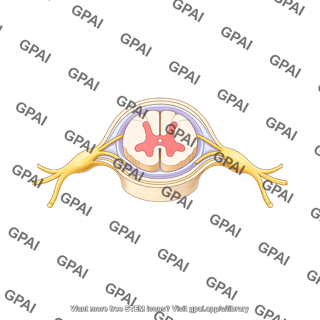 Spinal cord cross section t6 with meninges and nerves superior