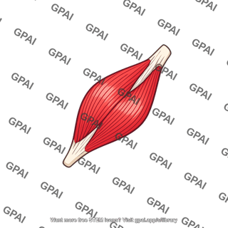 First dorsal interosseous muscle foot