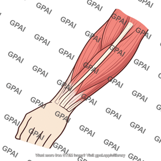 Flexor carpi radialis tendon