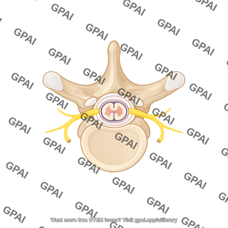 Thoracic vertebra with spinal cord t6 superior