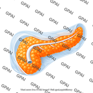 Pancreas human with visceral peritoneum