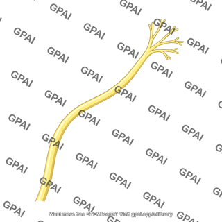 Great auricular nerve