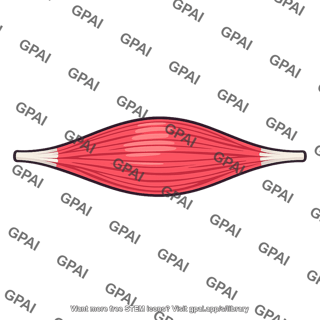 Fusiform skeletal muscle