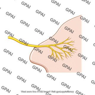 Posterior superior medial nasal nerve