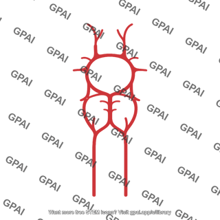 Mouse circle of willis