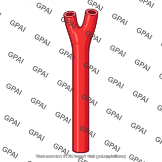 Right common carotid artery